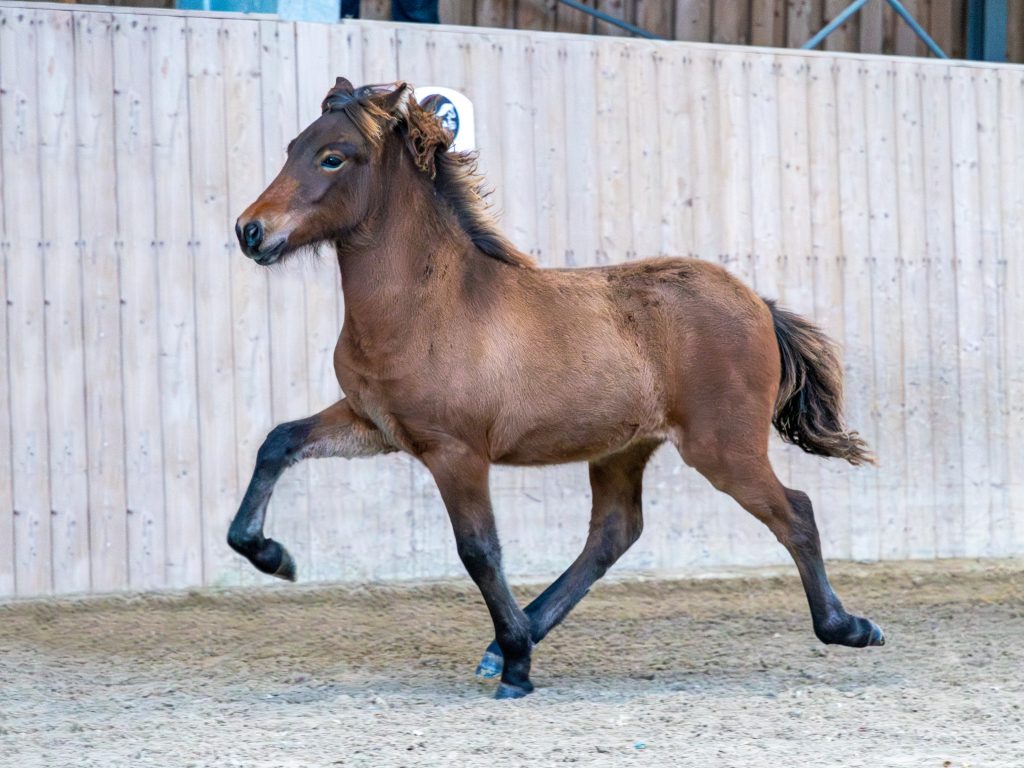 Barbi vom Lipperthof