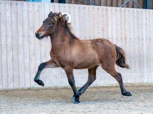 Barbi vom Lipperthof