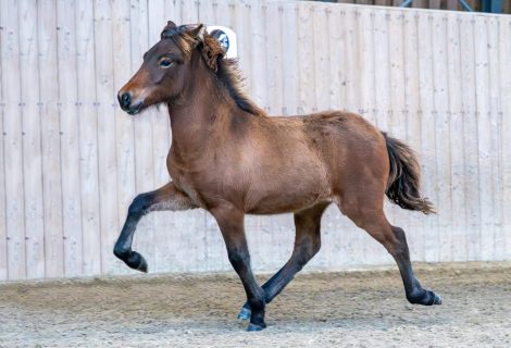 Bayerische Islandfohlentour 2025