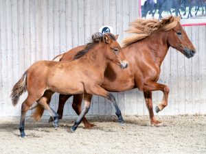 Melódia vom Lipperthof